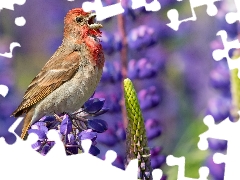 Bird, Flowers, lupine, Purple Finch