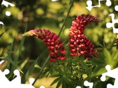 Flowers, Red, lupins