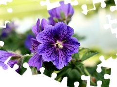 Geranium Magnificum, purple, Flowers