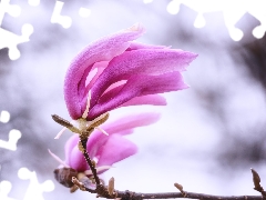 twig, blur, Colourfull Flowers, Pink, Magnolia