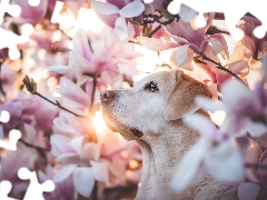 dog, Flowers, Magnolias, Labrador Retriever