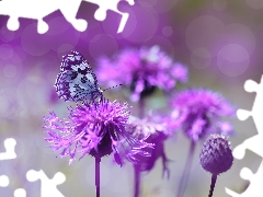 butterfly, purple, Flowers, marbled chessboard