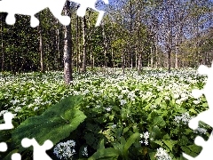 flowers, forest, Meadow