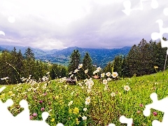 Mountains, Wildflowers, Flowers, woods