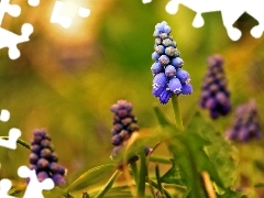 Muscari, Flowers