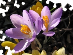 Flowers, crocuses, nature