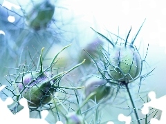 Nigella, Flowers