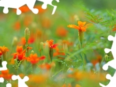 Flowers, Tagetes, Orange