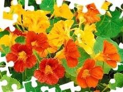 Orange, nasturtiums, Yellow