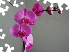 Flowers, Pink, orchid