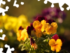 Flowers, color, pansies