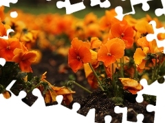 Flowers, Orange, pansies