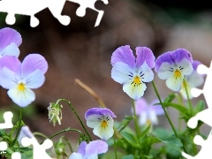 pansies, Flowers