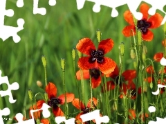 Flowers, Red, papavers