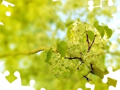 Pear, Flowers