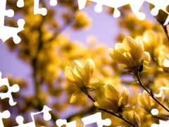 branch pics, Yellow, flowers