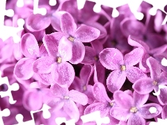 Pink, flowers