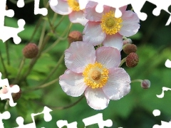 Japanese anemone, Pink, Flowers