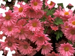 Pink, Flowers