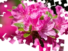 Pink, rhododendron, azalea, Flowers