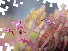 Flowers, Barrenwort, Pink