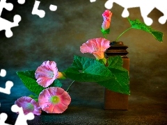 Flowers, bindweed, Pink