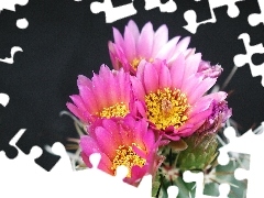 Flowers, Cactus, Pink