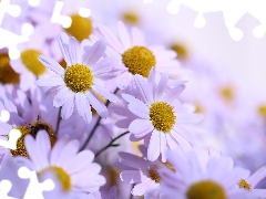 Flowers, Chrysanthemums, Pink