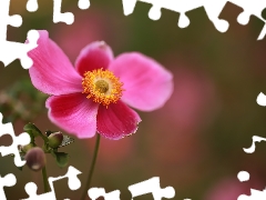 Japanese anemone, Colourfull Flowers, bud, Pink