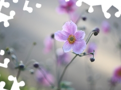 Japanese anemone, Colourfull Flowers, Buds, Pink