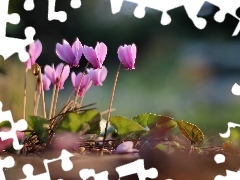 Flowers, Cyclamen, Pink