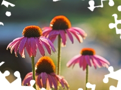 Flowers, echinacea, Pink