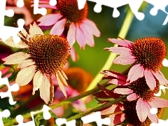 Flowers, echinacea, Pink