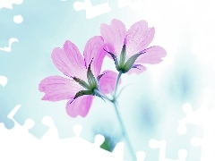 Flowers, Geraniums, Pink