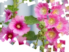 Flowers, Hollyhocks, Pink