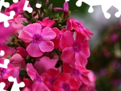 Flowers, hydrangeas, Pink