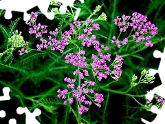 Flowers, milfoil, Pink