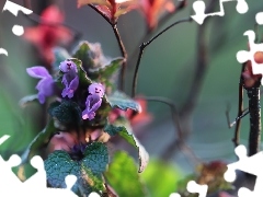 Flowers, nettle, Pink