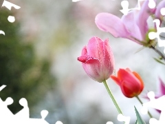 Flowers, Tulips, Pink