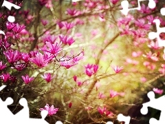 twig, Flowers, Magnolia, Pink