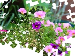 Pink, White, Flowers, purple