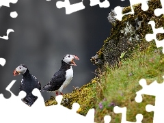 Flowers, Plants, Puffins, slope, Two cars