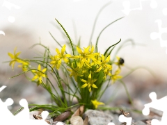 Yellow gold plating, Yellow, Flowers