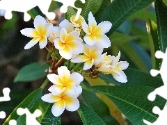 Plumeria, Flowers