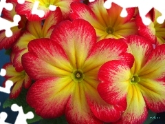 primrose, Yellow, Flowers, red