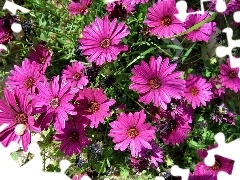 purple, daisy, African, Flowers