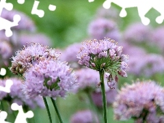 garlic, purple, Flowers