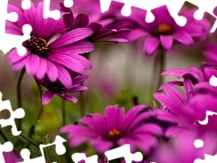 purple, Flowers