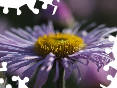 Flowers, Astra, purple