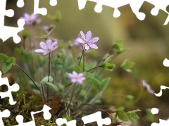 purple, Liverworts, cluster, Flowers